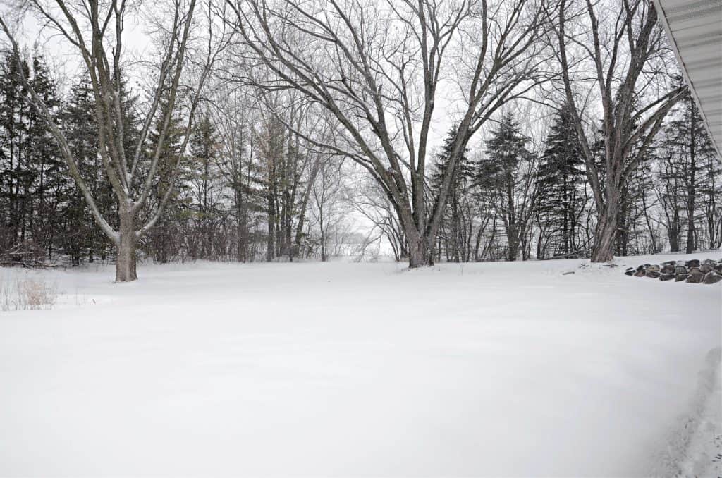 snowy yard with large maple trees