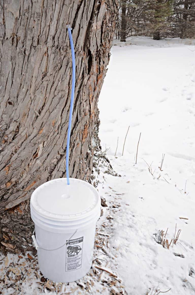 Maple tree tap with bucket connected with tubing