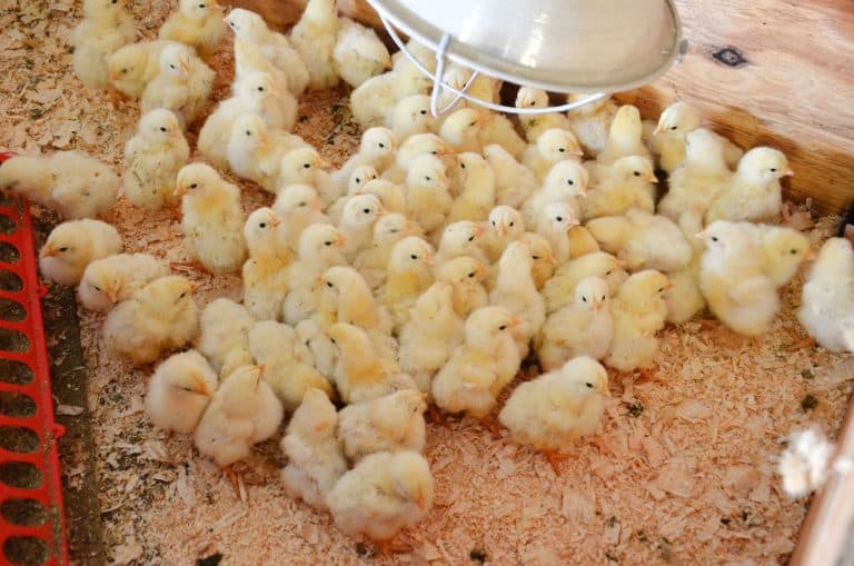 Baby chicks in brooder with pine shavings