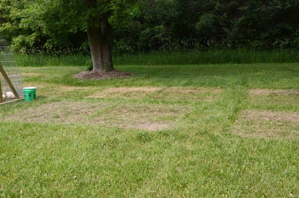 Grass where meat chickens have been, covered in poop