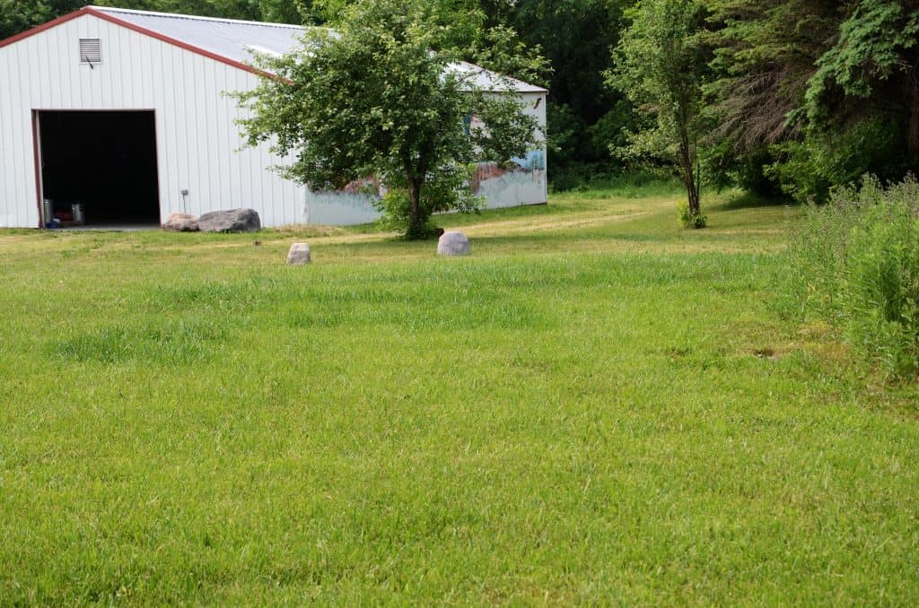 grass that has dark patches where chickens have been