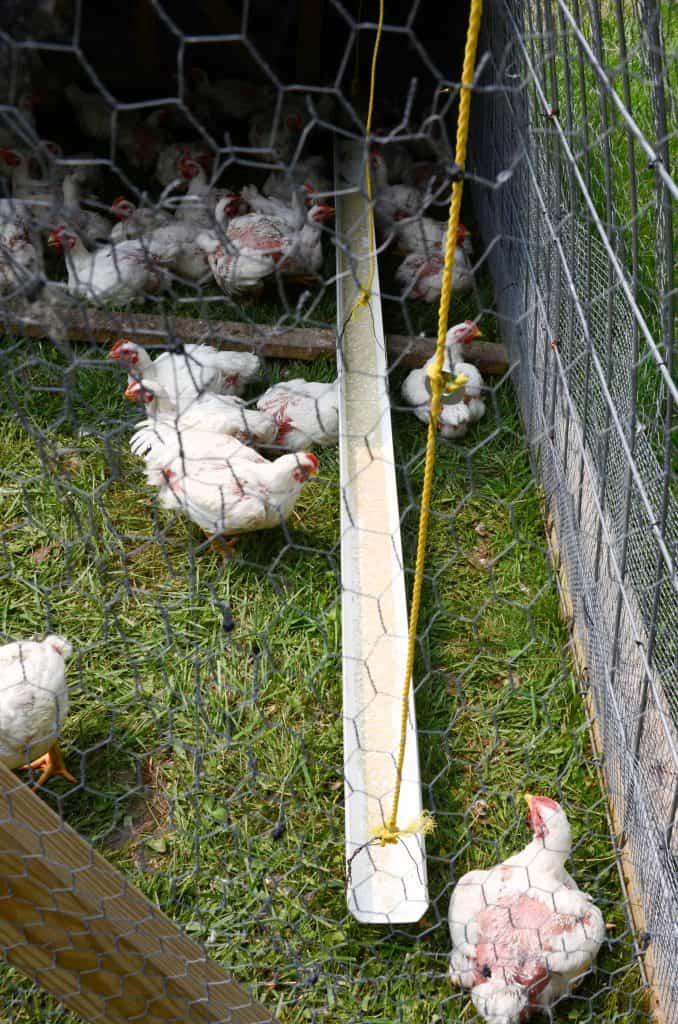 Chickens in chicken tractor with a white gutter hung for a feeder