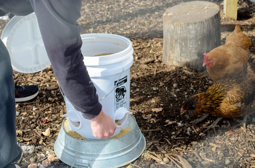 Sprinkling a bit of chicken feed outside of 5-gallon bucket feeder for chickens