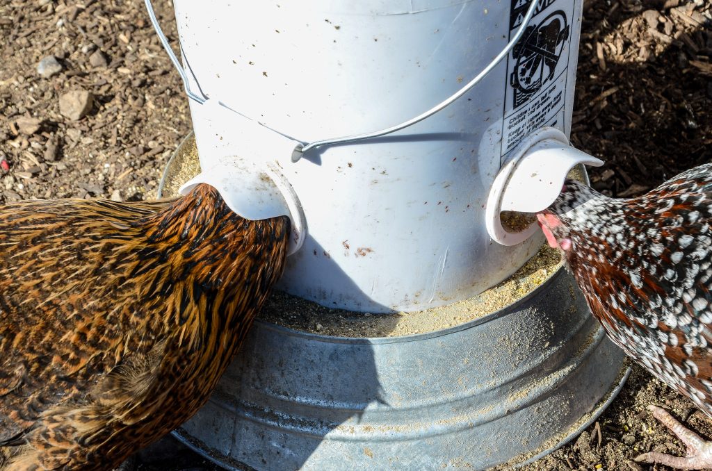 Two chickens feeding from a DIY 5 gallon bucket chicken feeder