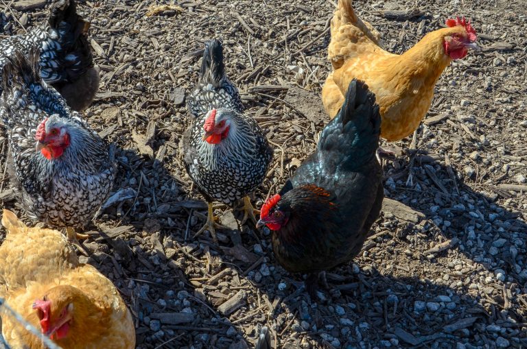 Chickens in chicken run