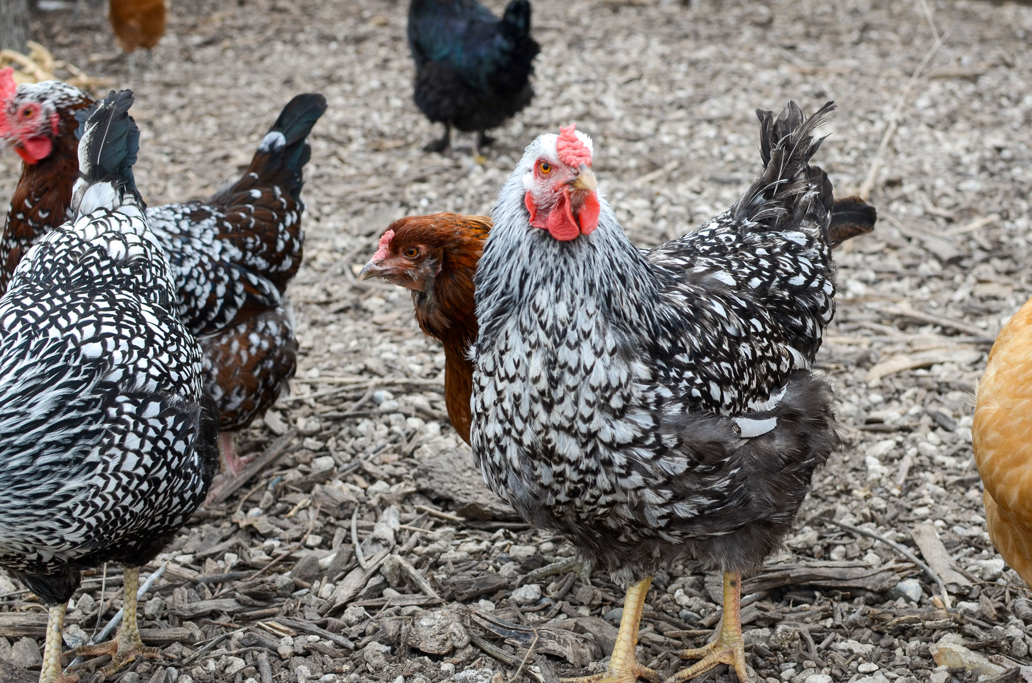 Chickens in chicken run