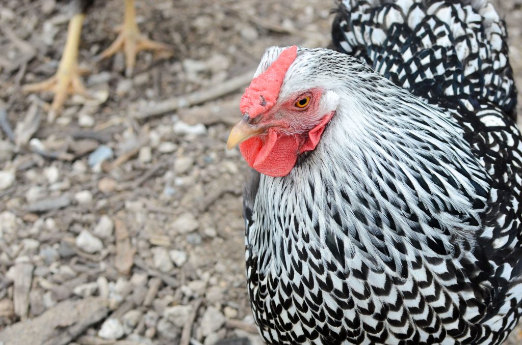 Black and white  chicken