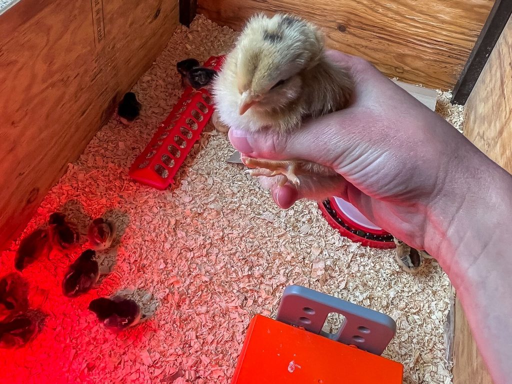 holding a baby chick above a chicken brooder