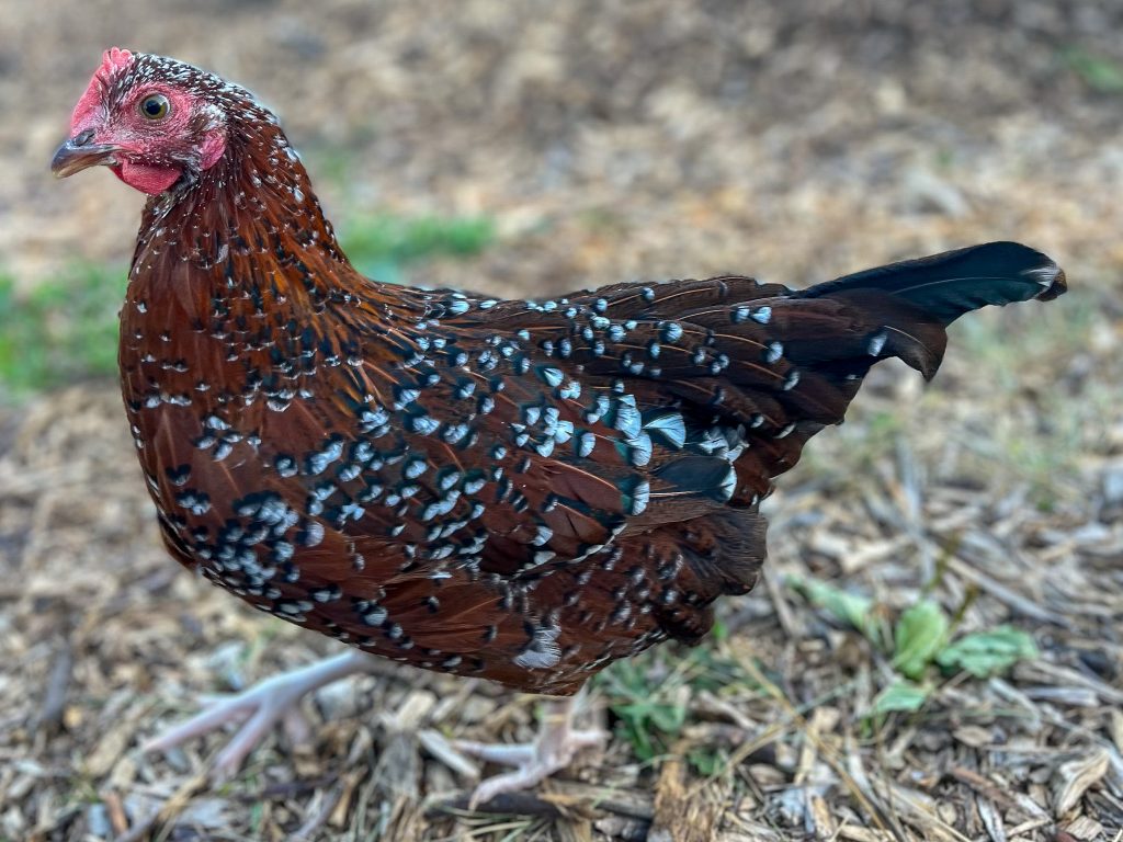 pullet chicken