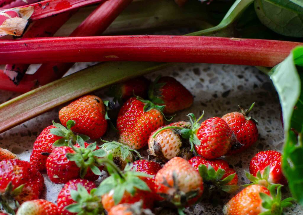 rhubarb stalks and strawberries