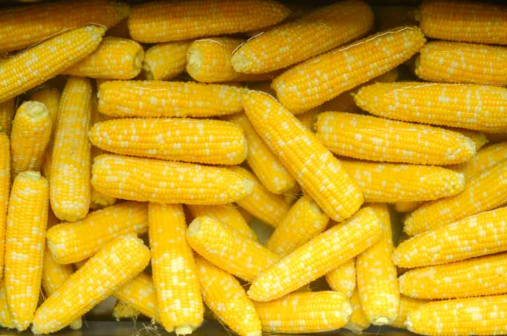 many ears of sweet corn floating in water
