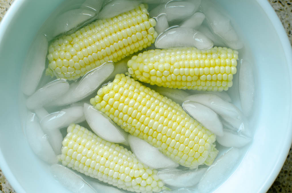 sweet corn cobs in a bowl of ice water