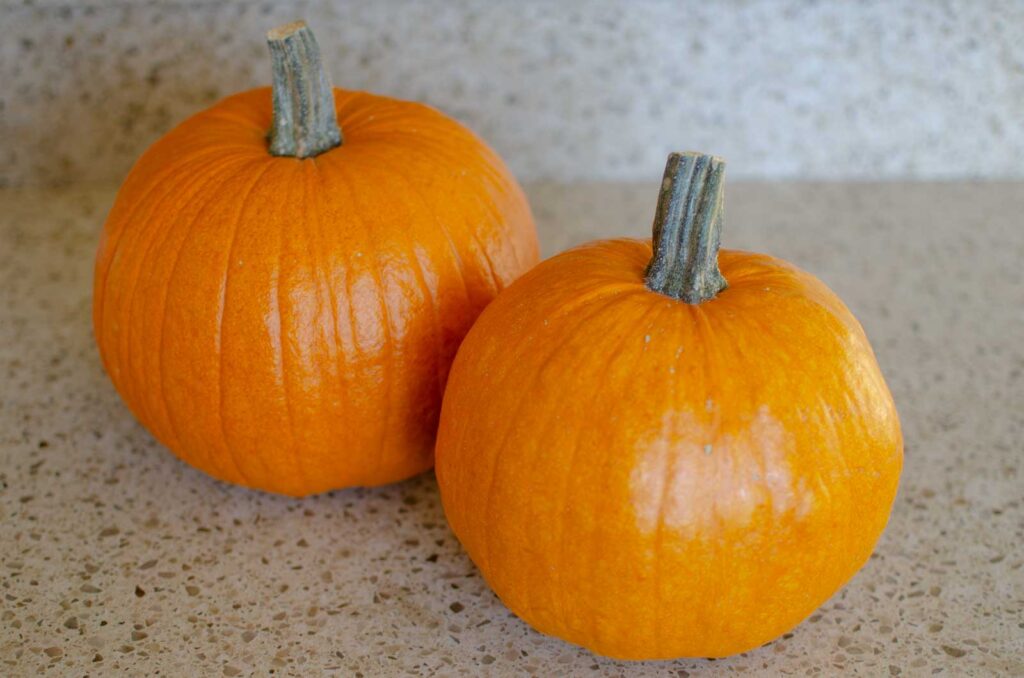 two sugar pumpkins on counter