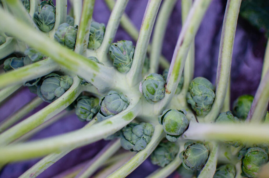 stalk of sprouts
