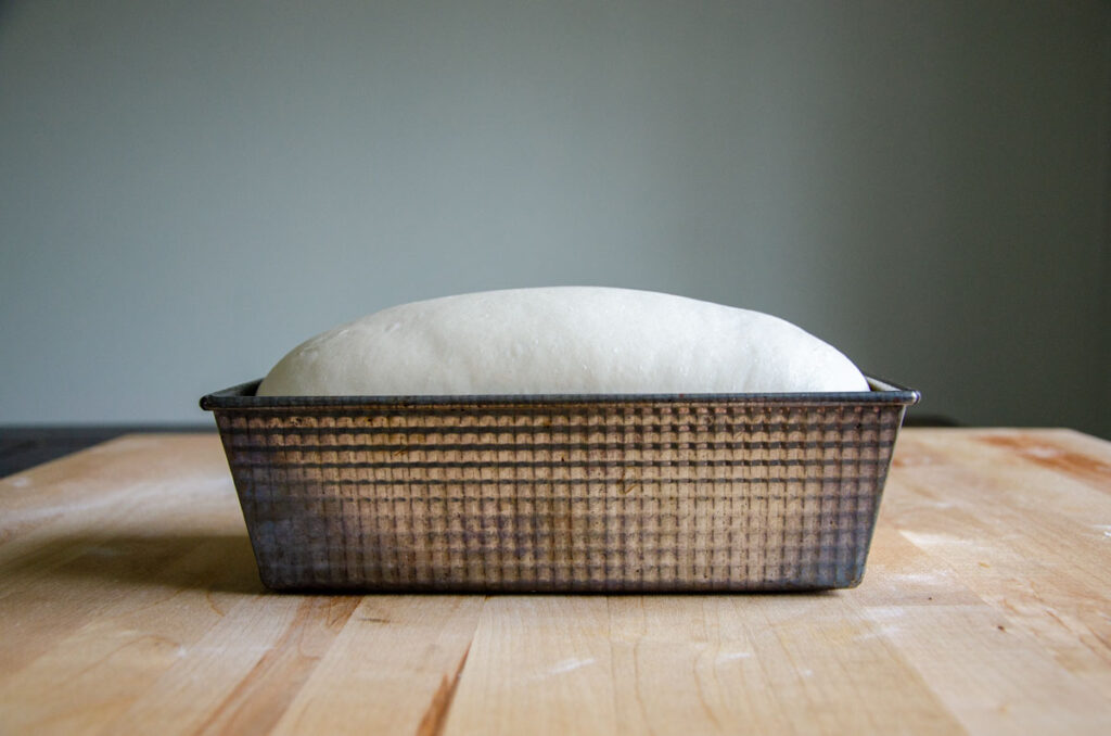 proofed sourdough sandwich bread dough