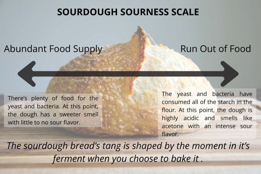 The scale describing the range of sour flavor in sourdough bread