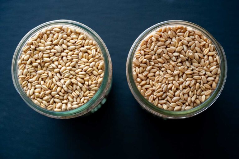 two jars of wheat berries